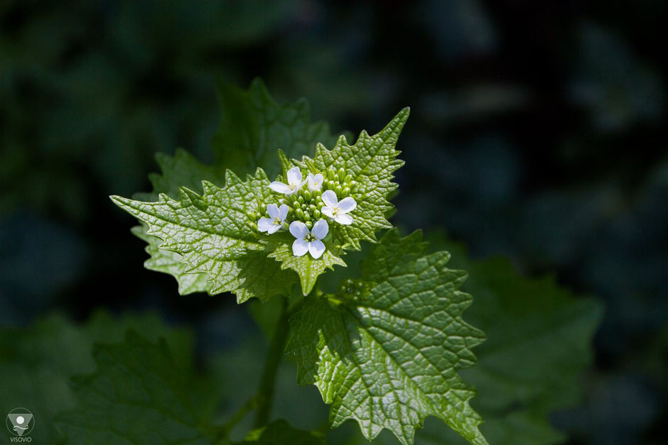 knoblauchsrauke alliaria petiolata | www.visovio.de | würzkraut heilkraut