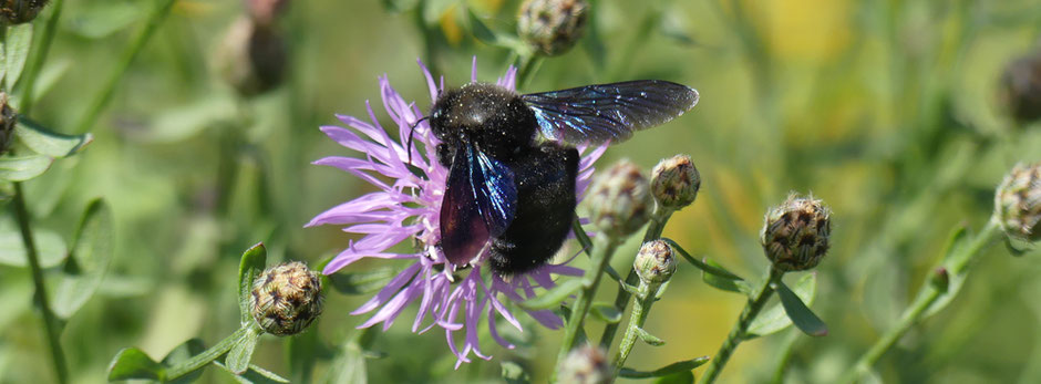 Eine Blauschwarze Holzbiene tankt Nektar und sammelt Pollen an Blüten der Rispenflockenblume. Die Blauschwarze Holzbiene war Biene des Jahres 2024