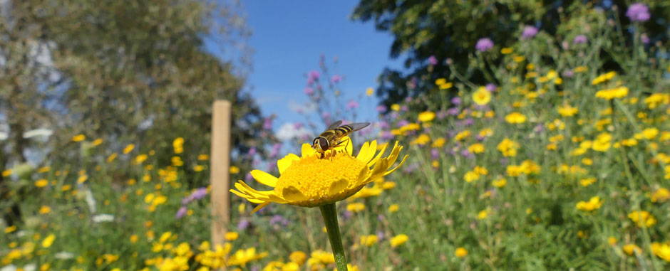 Eine Schwebfliege sitzt auf einem Blütenkorb der Färberkamille in einem naturnah bepflanzten und gestalteten Ortskern, der vielen Insekten und anderen Kleintieren Lebensraum und Nahrung bietet.