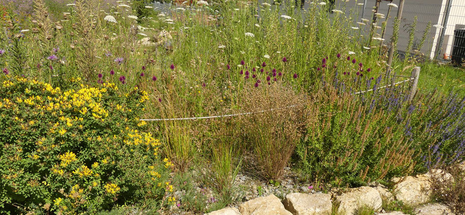 Ein Teil eines Dorfplatzes wurde mit Natursteinen abgegrenzt und mit heimischen insektenfreundlichen Wildstauden bepflanzt und eingesät.