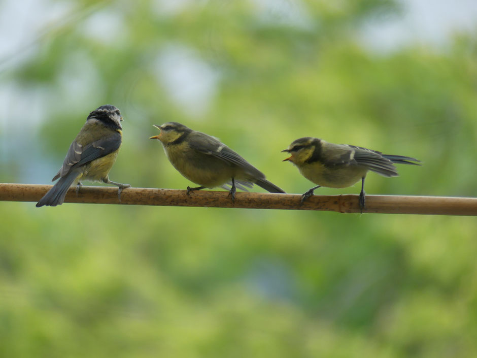 Blaumeisen-Ästlinge betteln ein Elternteil nach Futter an auf meinem Balkon