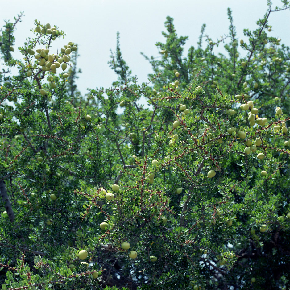 Dabab Argan Oil Production Method ダバブ モロッカンカクタスオイル