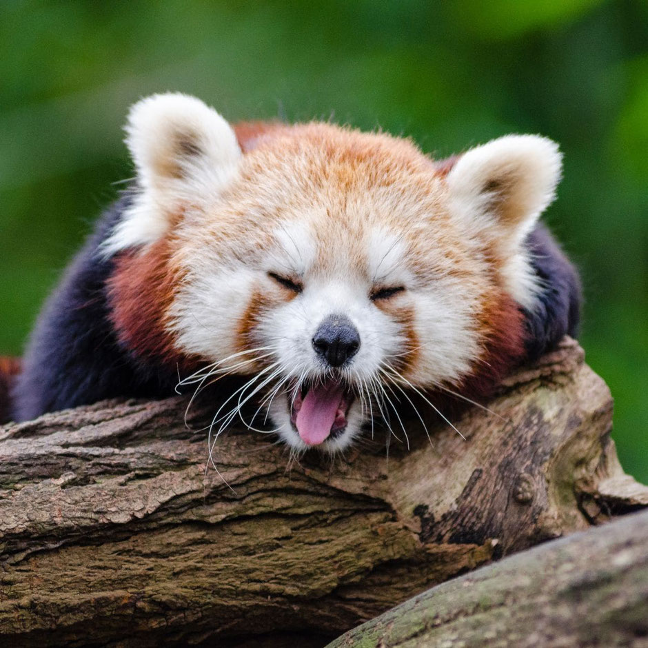 Les animaux rient aussi