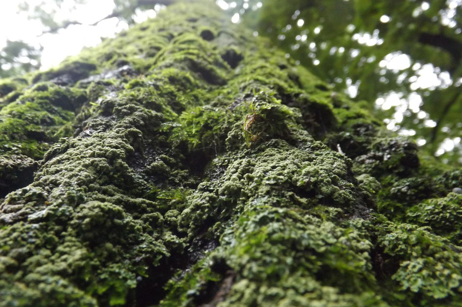 Tree Close up 