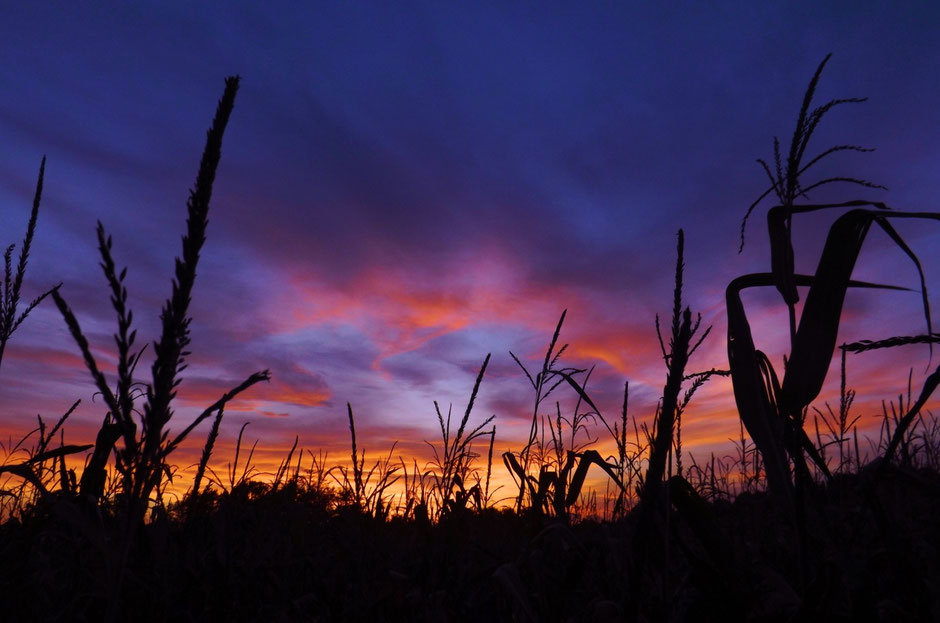 Sunset over a corn field