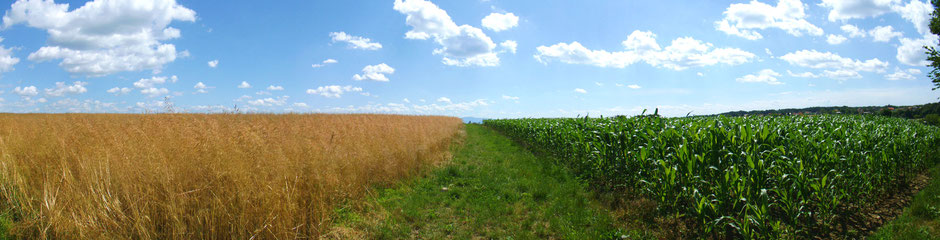 Panoramic image of wheat and corn fields