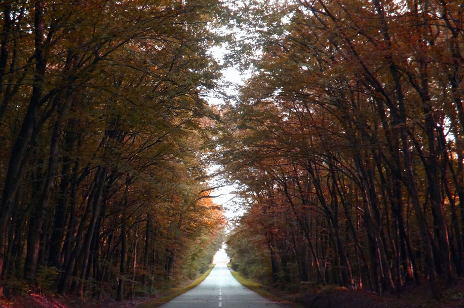 Forest Road in the Autumn