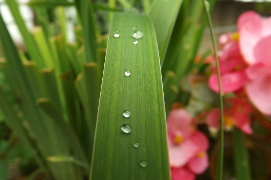 Raindrops on leaves