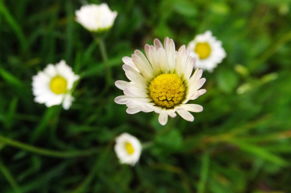 Daisies