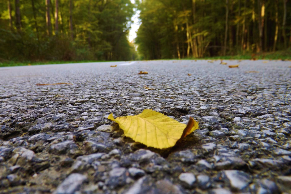 A lonely leaf in the road in the forest