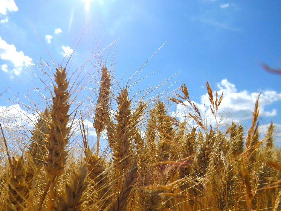 Wheat in the summer sun