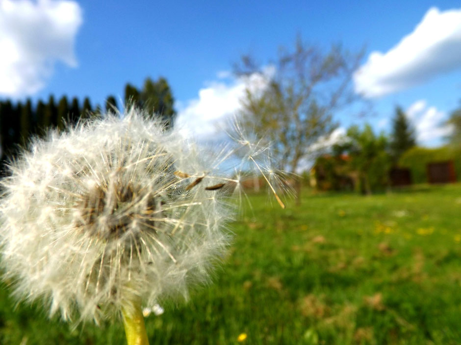 Dandelion flower in the wind