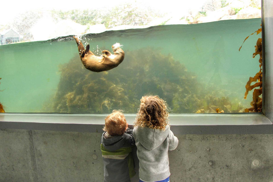 Otters at Alesund Aquarium in Norway with Kids