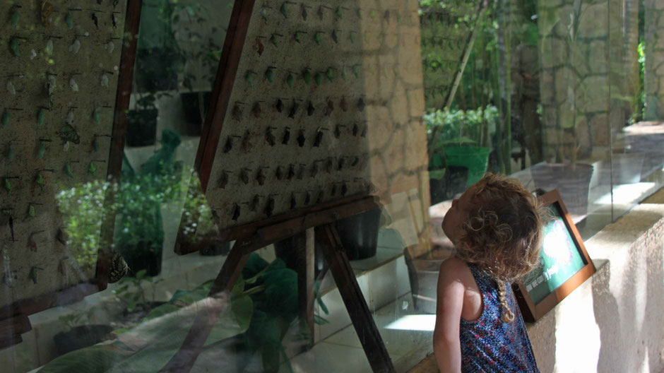 Xcaret with Toddlers - Butterfly Pavilion
