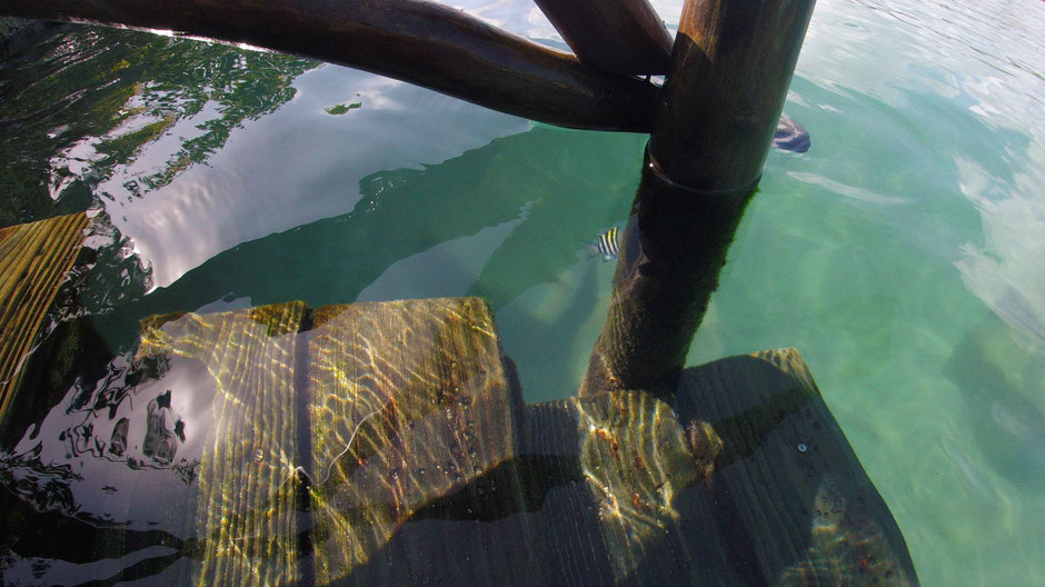 How to Have an Unparalleled Day at Xel-Ha, Mexico - It's Easy to See Tropical Fish