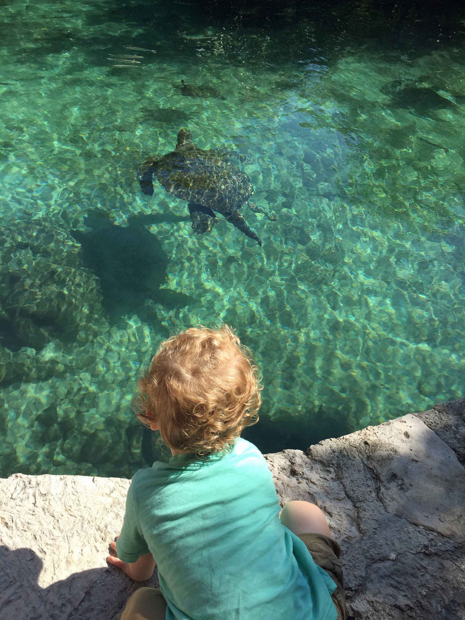 Xcaret with Toddlers - Sea Turtles