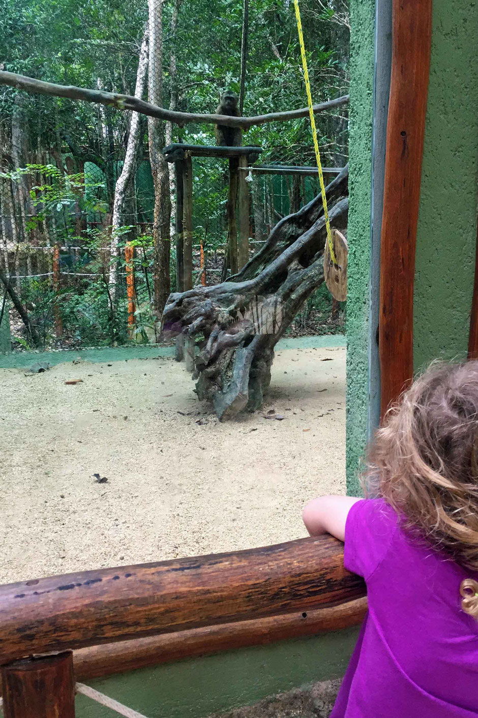 6 Awesome Eco-Adventure Parks in the Mayan Riviera - Akumal Monkey Park