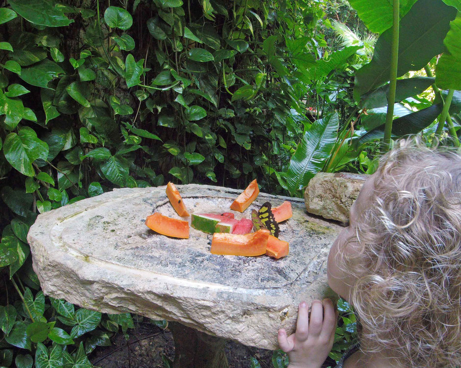 Xcaret with Toddlers - Butterfly Pavilion
