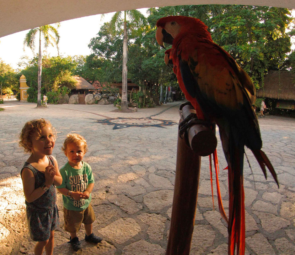 Xcaret with Toddlers - Parrots everywhere!