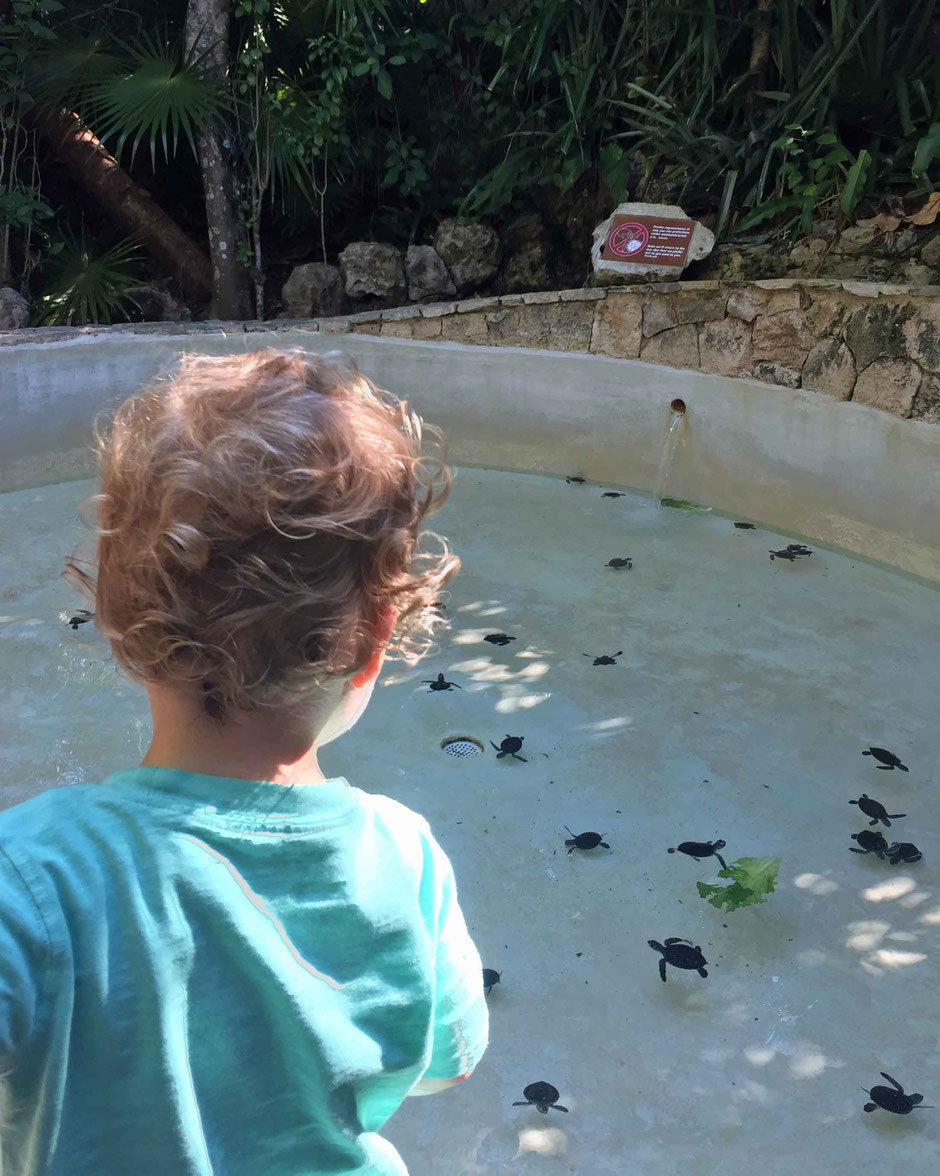 Xcaret with Toddlers - Sea Turtles