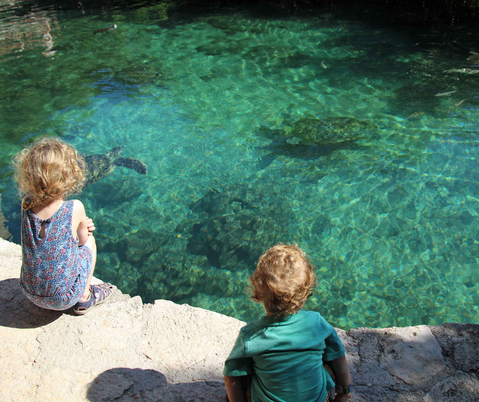 Xcaret with Toddlers - Sea Turtles