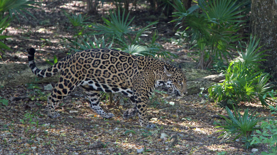 Xcaret with Toddlers - Jaguar