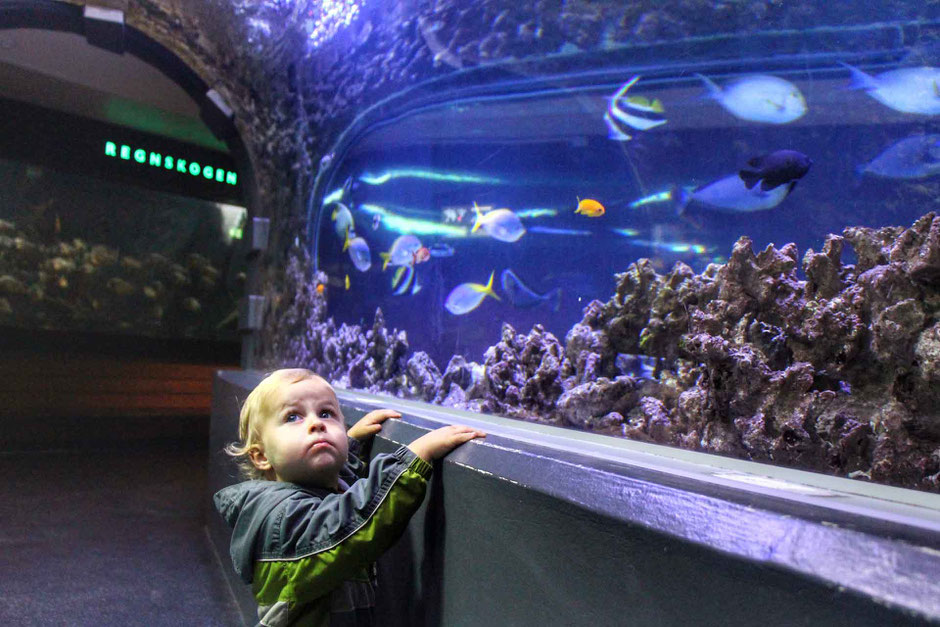 Bergen Aquarium with kids in Bergen Norway