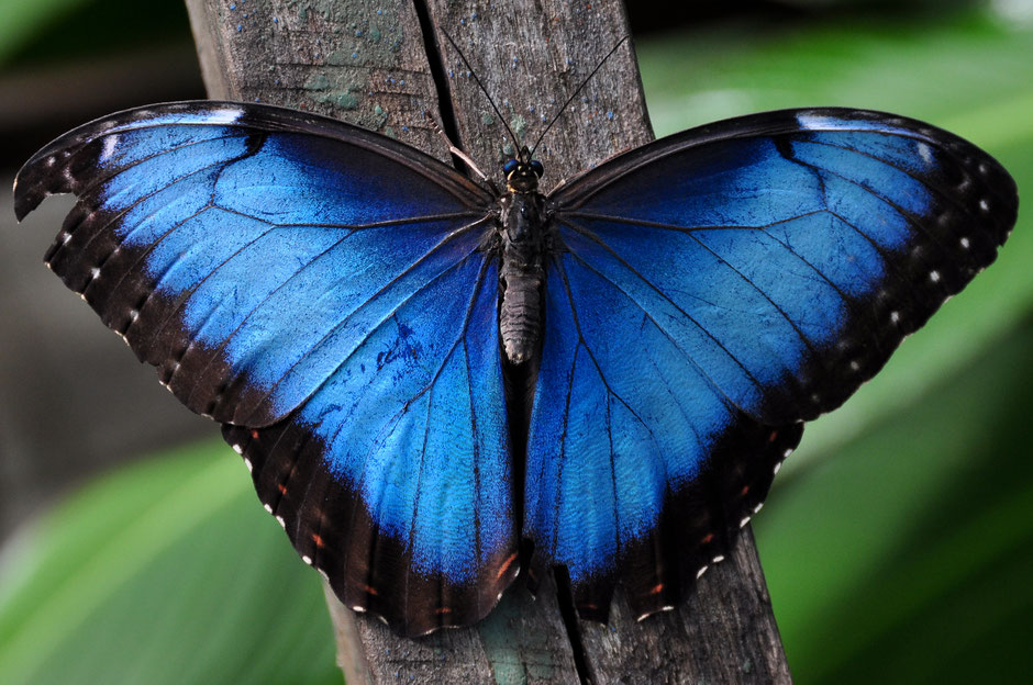 Xcaret with Toddlers - Butterfly Pavilion - Blue Morpho