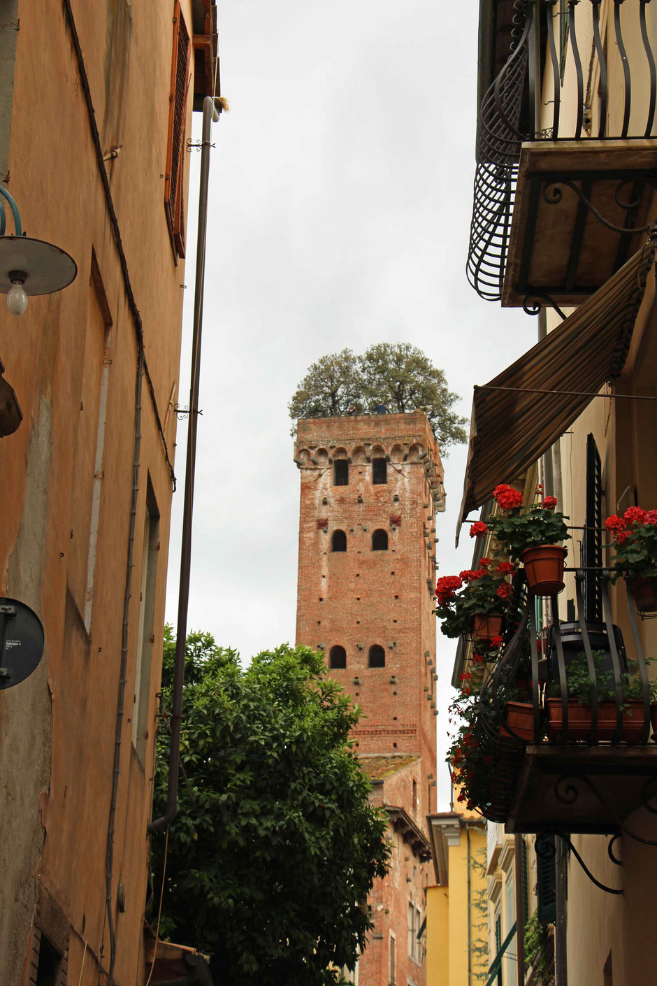 View of Guinigi Tower in Lucca Italy