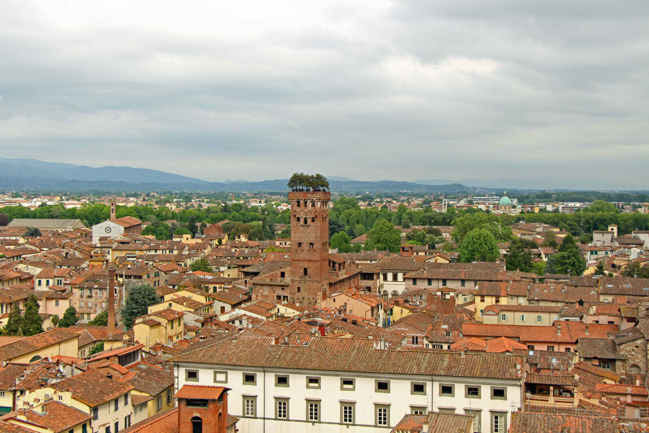 View of Guinigi Tower from Torre della Ore in Lucca Italy