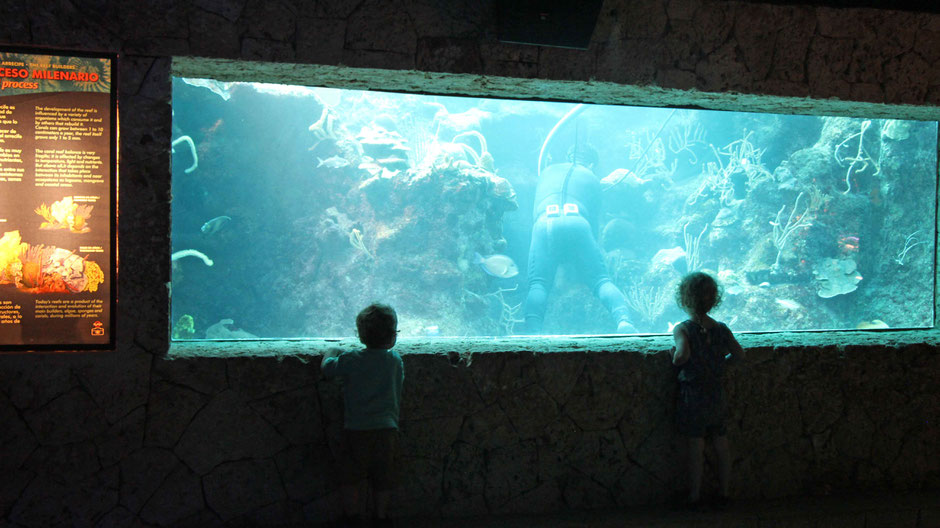 Xcaret with Toddlers - Aquarium