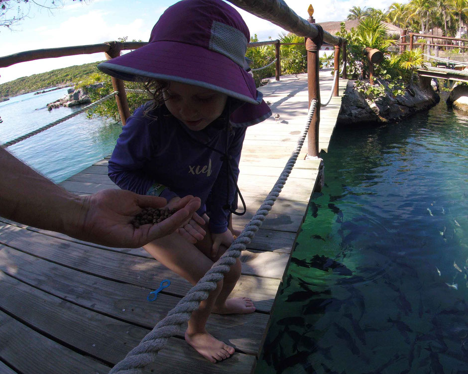 How to Have an Unparalleled Day at Xel-Ha, Mexico - Feeding the Tropical Fish