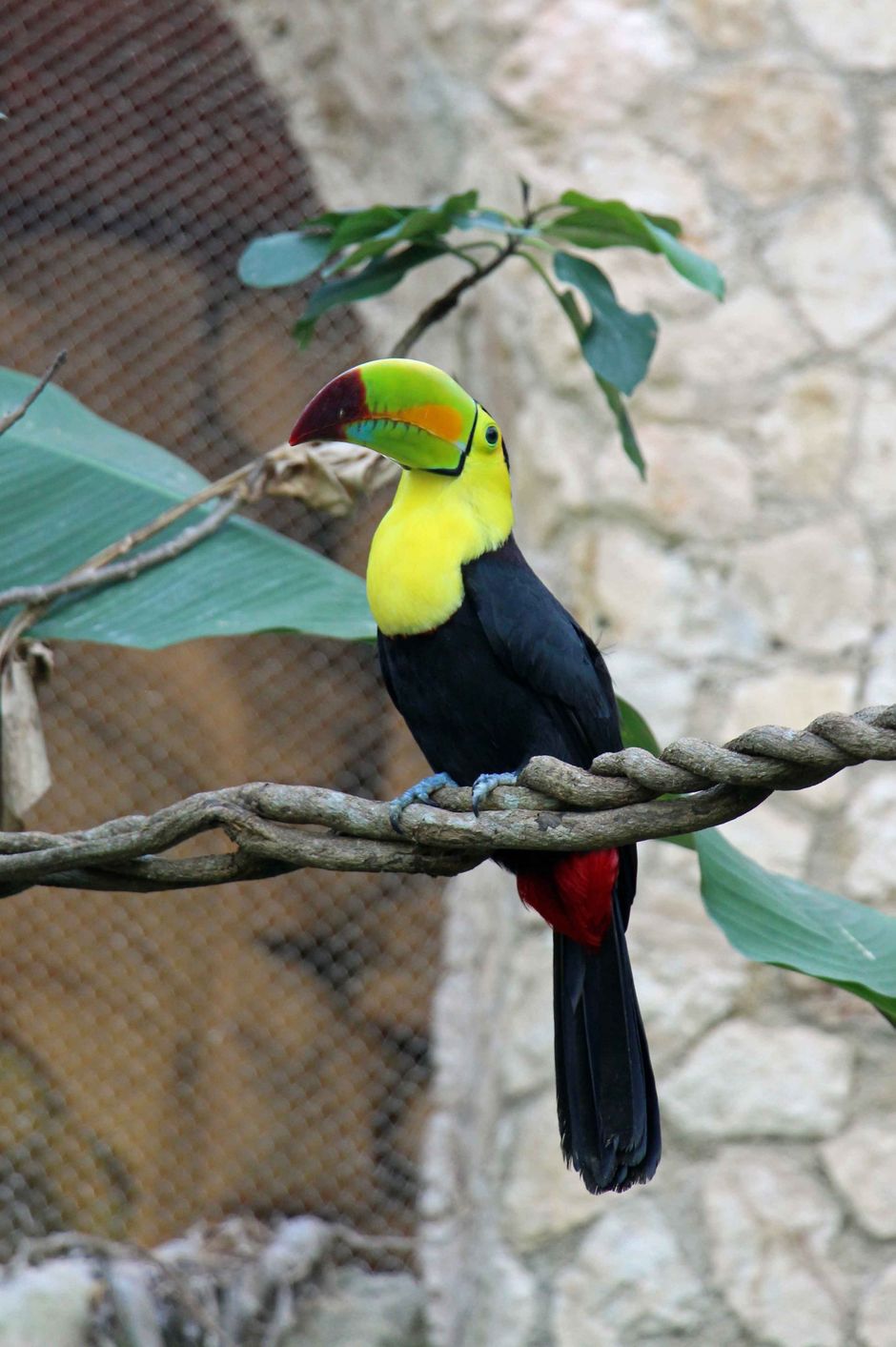 Xcaret with Toddlers - Aviary