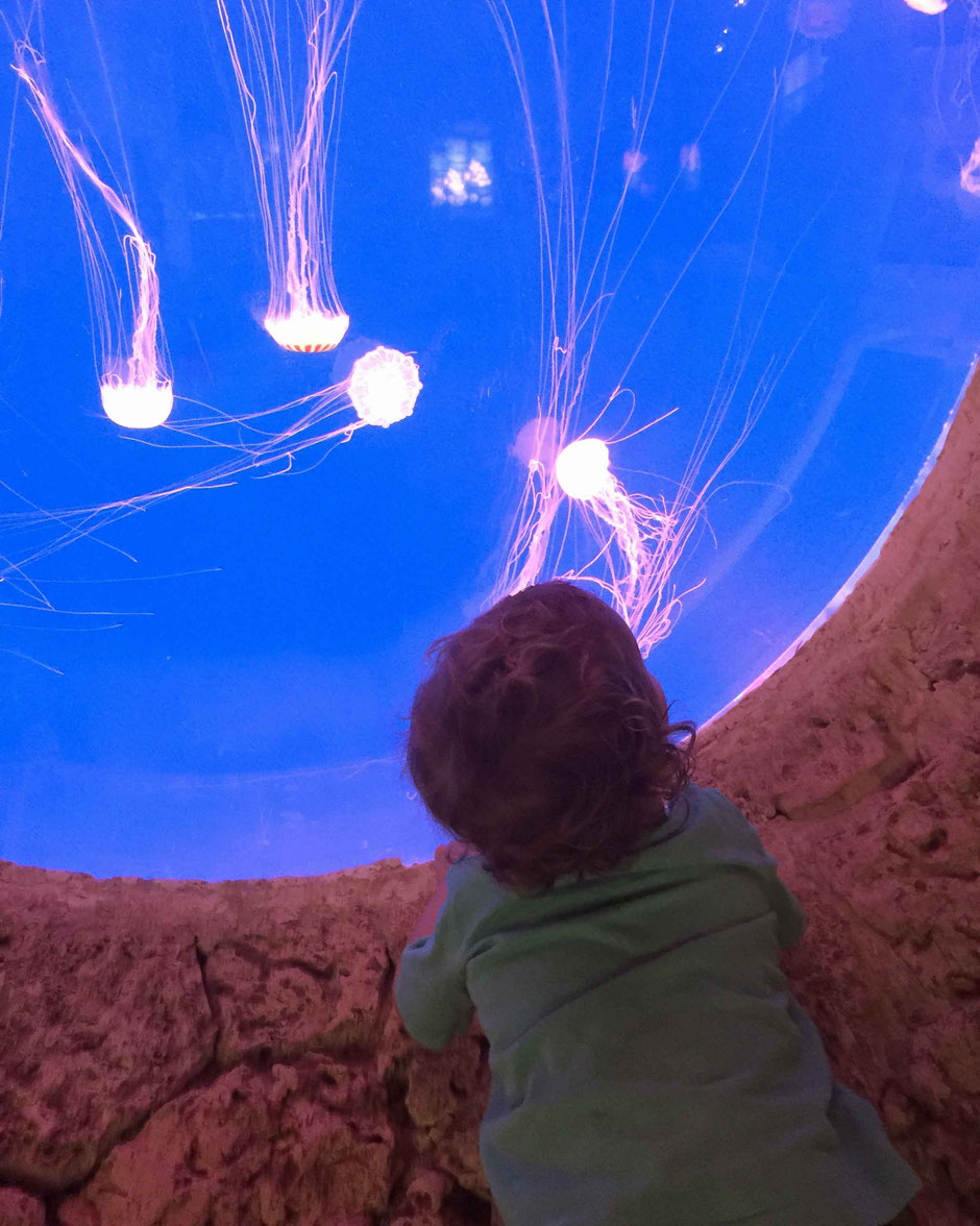 Xcaret with Toddlers - Aquarium