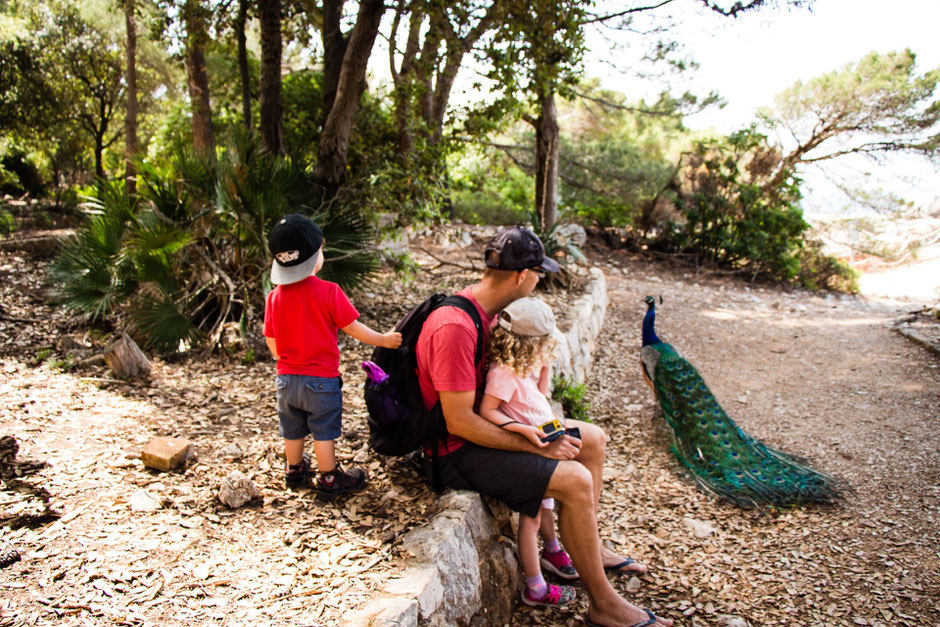 Lokrum Island with a Toddler