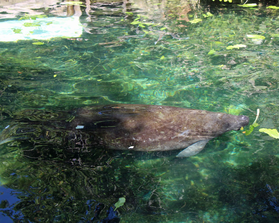 Xcaret with Toddlers - Manatees
