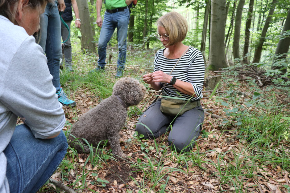 Truffel Lagotto Romagnolo Wasserhund Zucht Zuchter Kennel Welpen In Bayern Und Truffelseminare