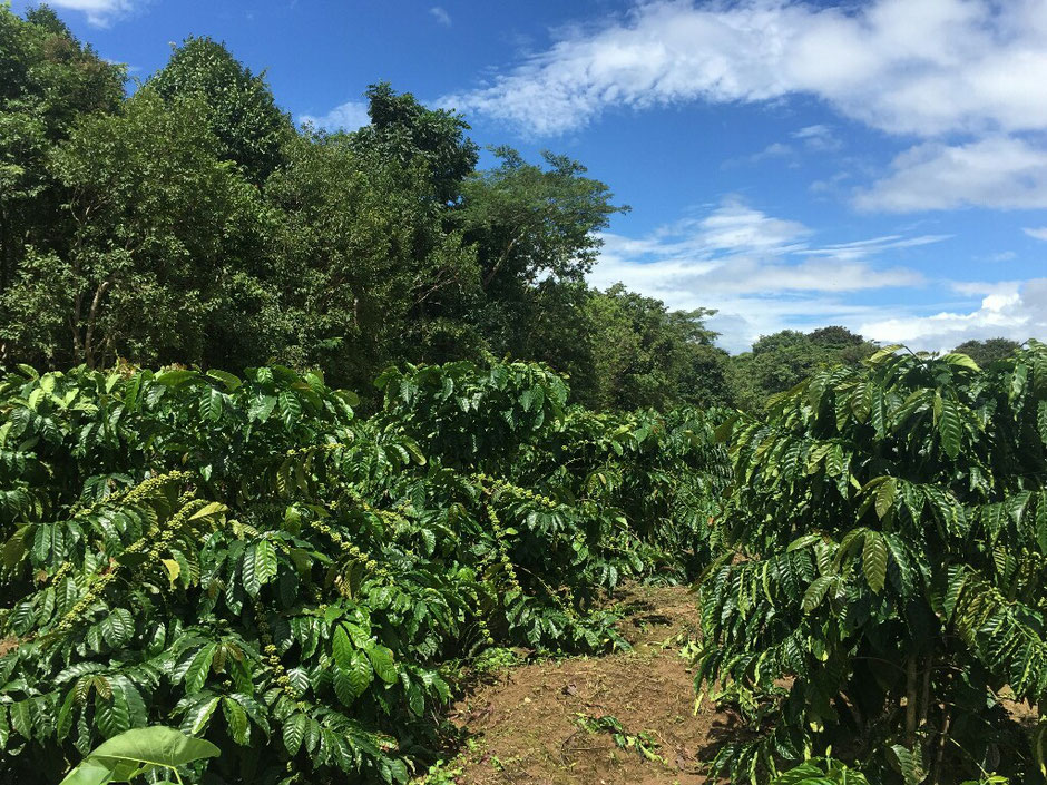 Erkundungstour - zentrales Hochland  - Vietnam – Erkundungstour – Ly und Heiko – Viethouse – Kaffeesträucher – Plantage