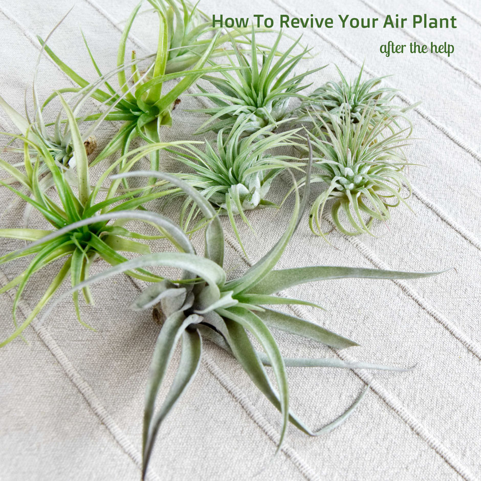 How To Revive Air Plants, from watering to trimming by PASiNGA blog