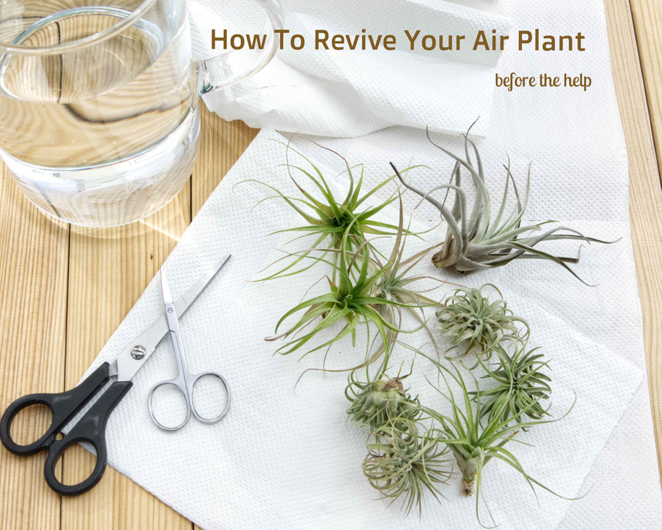 How To Revive Air Plants, from watering to trimming by PASiNGA blog