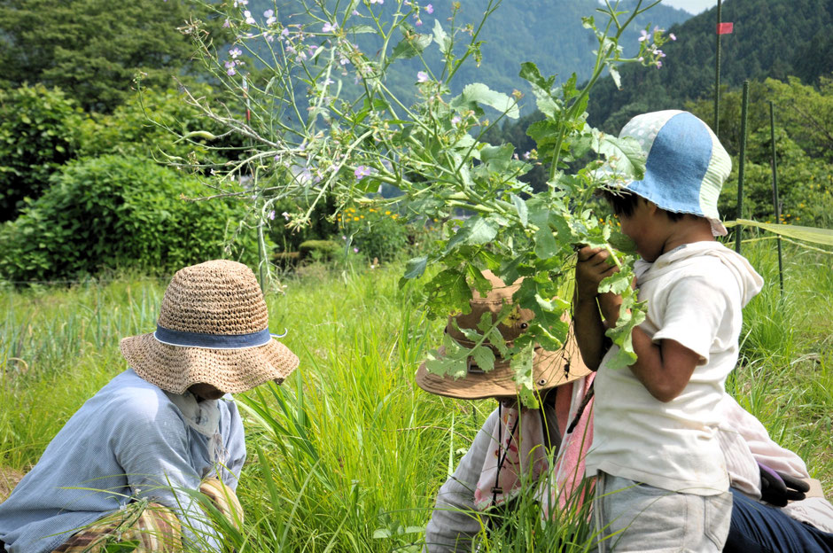 自然農・自然栽培を学ぶ神奈川の農業体験農園「さとやま農学校」