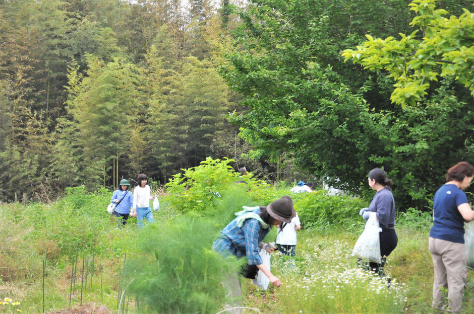 ハーブ収穫体験を神奈川の自然栽培の「すどう農園」で