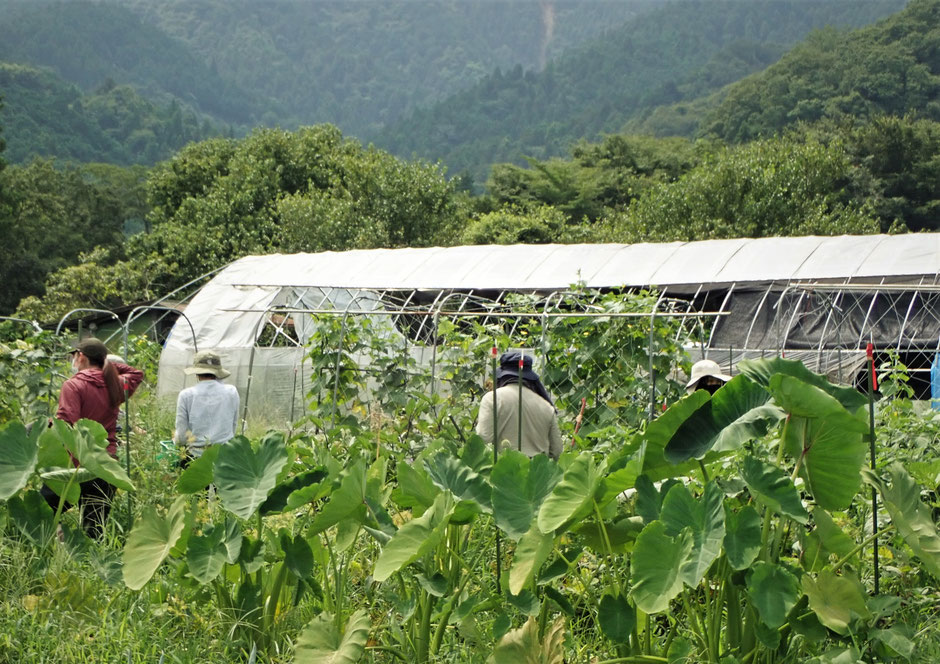 無農薬の野菜作り教室・さとやま農学校＠すどう農園