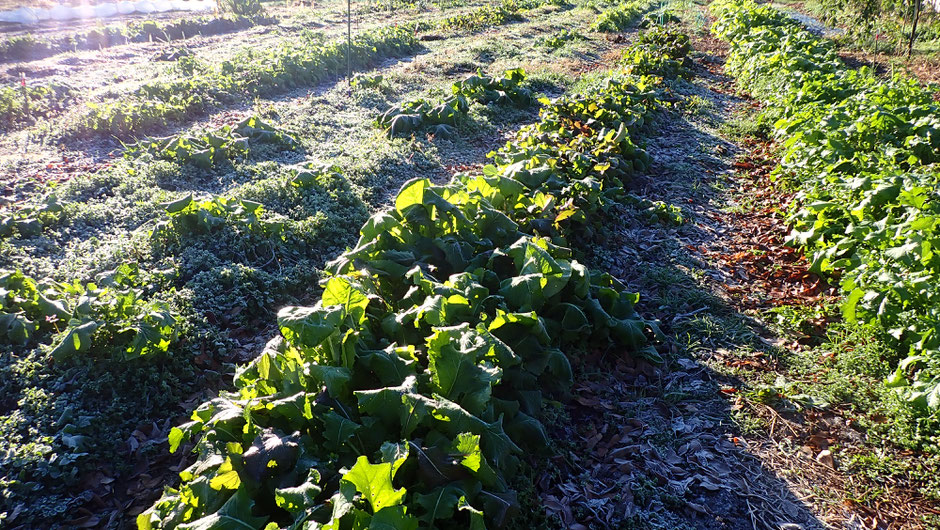 首都圏で無農薬の野菜づくりを体験する・さとやま農学校