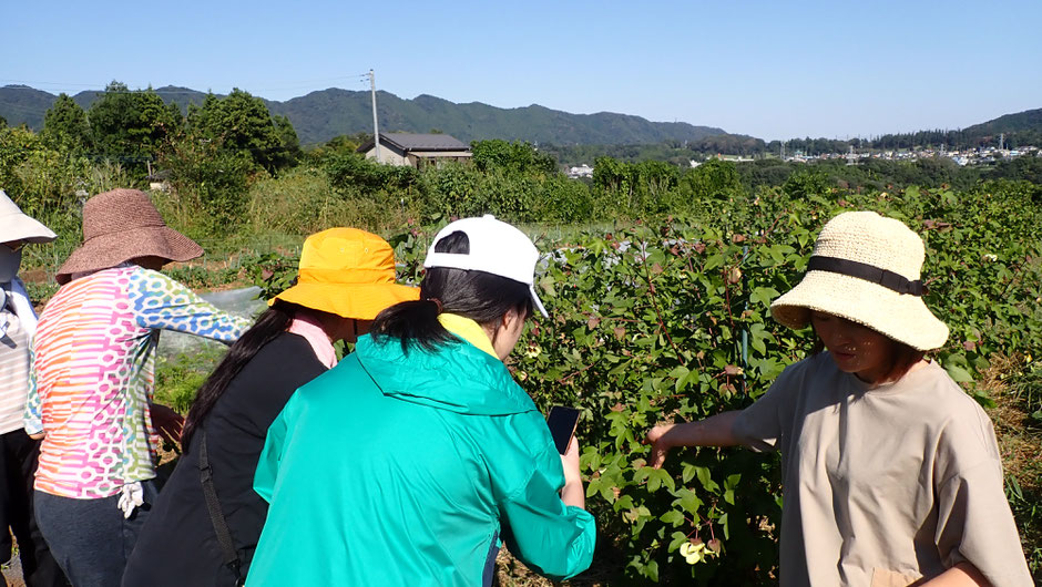 さとやま農学校の和棉の花を見学＠すどう農園