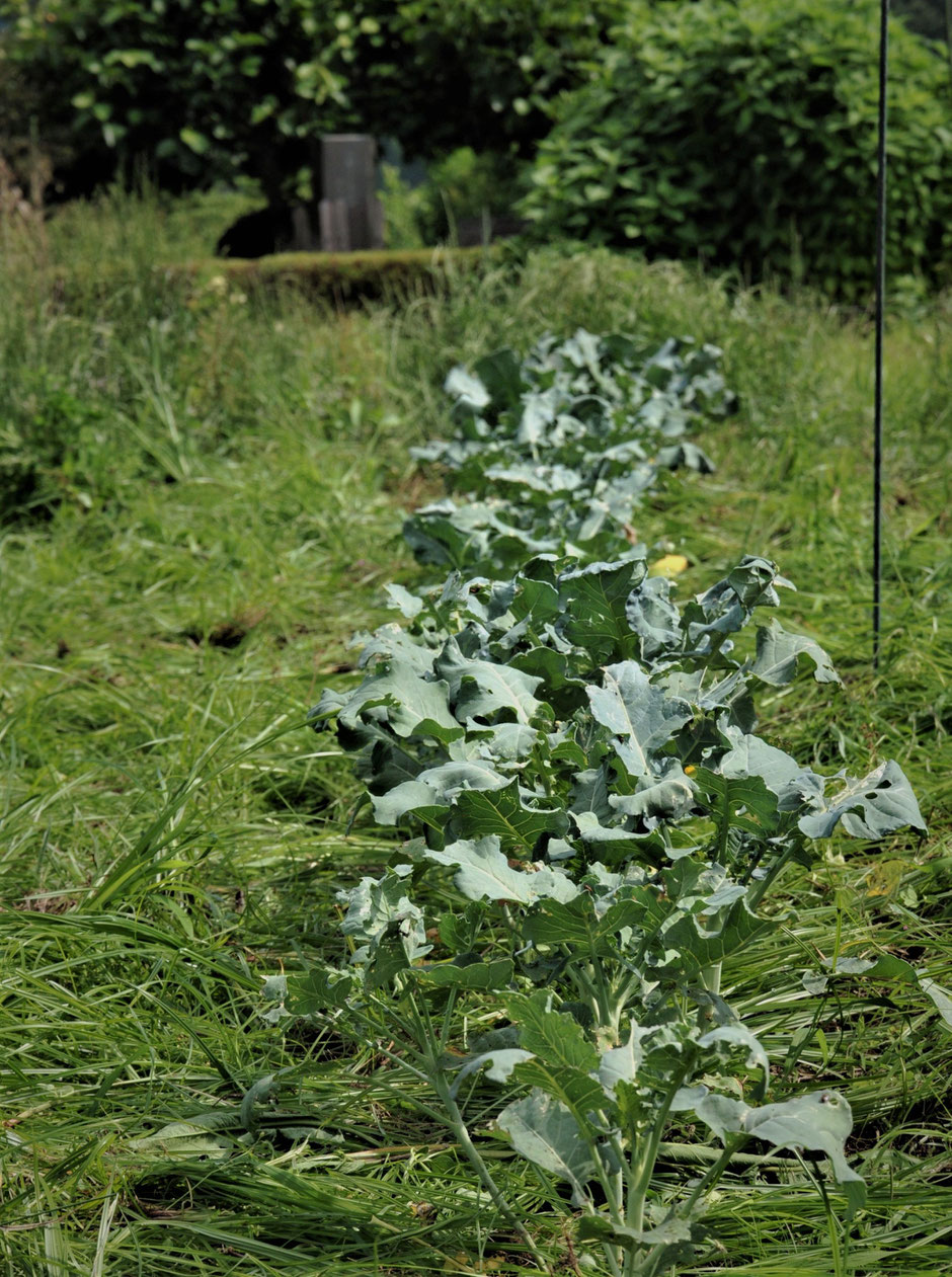 固定種の野菜を育てる自然栽培を東京から日帰りで学ぶ「さとやま農学校・すどう農園」