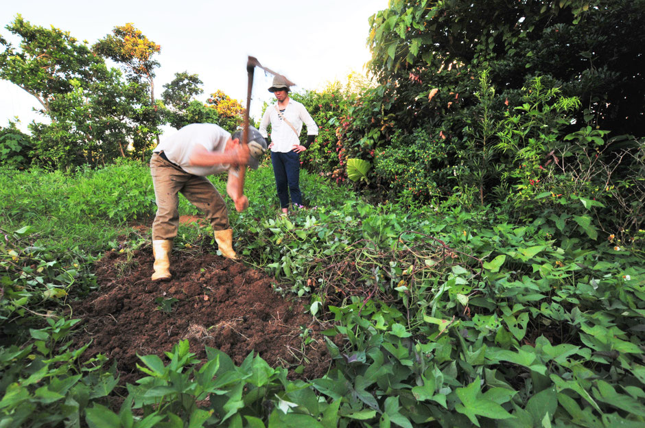 ハーブの定植前の開墾＠宮古島・ゆがふ村
