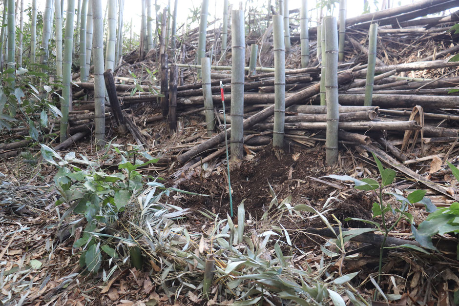 伐った竹で土留めをしていきます。ここに生命圏ができて、新しい植物も生えてくる。