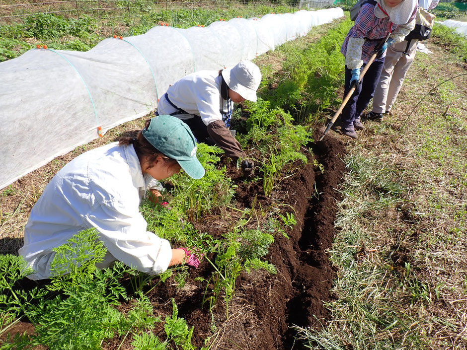 固定種　自然栽培　体験農場　農業体験　野菜作り教室　オーガニック野菜