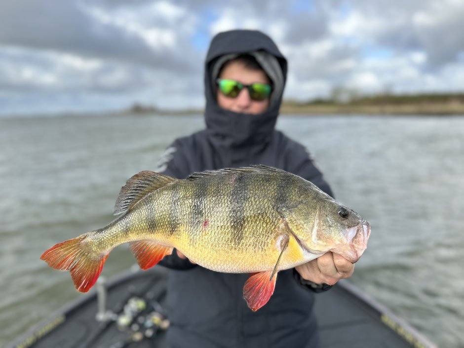 Barschangeln im Winter - diese Köder fangen bestimmt - Reel Shad / Jig Spinner